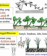 Apa Beda Stolon Dan Geragih